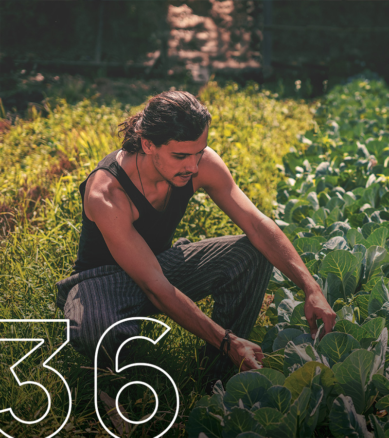 Read Article 36 “Step 8 Devotional: Harvesting Good Seeds”